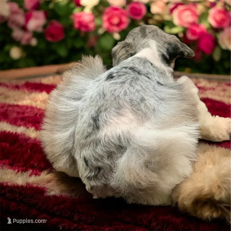 Diamond Toy merle schnoodle – Miniature Schnauzer, Schnoodle puppy for sale in Barbourville, KY