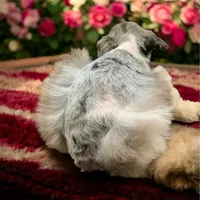 Angel Tiny Toy schnauzer, a female Miniature Schnauzer and Schnoodle for sale in Barbourville, KY – 3 of 3