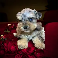 ATOM teacup blue merle schnoodle, a male Miniature Schnauzer and Schnoodle for sale in Barbourville, KY – 3 of 4