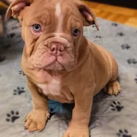 Trixie Gotgeous Blue Ribbon lines, a female English Bulldog and Olde English Bulldogge for sale in Barbourville, KY – Photo 2 of 5