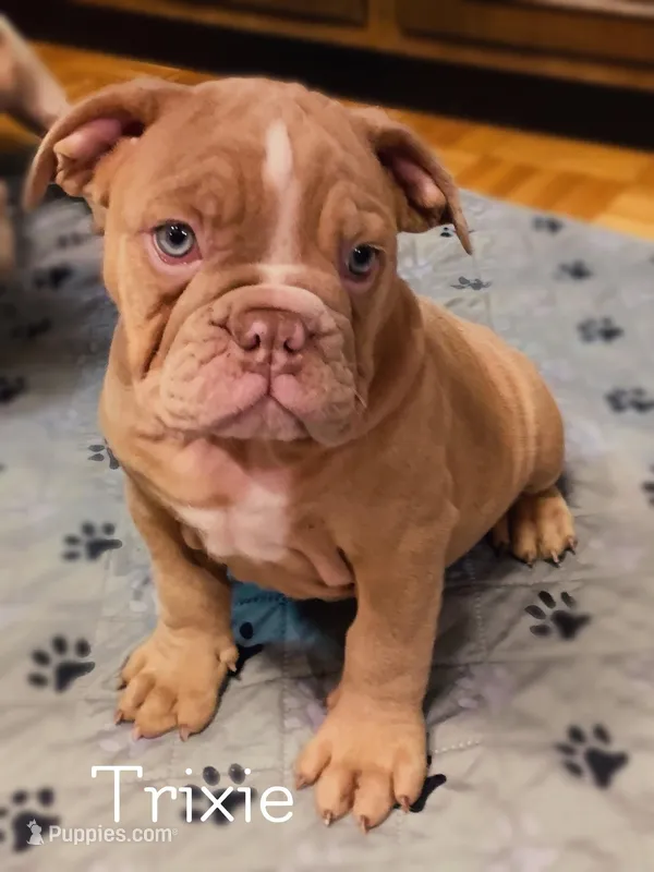 Trixie Gotgeous Blue Ribbon lines