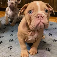 Trixie Gotgeous Blue Ribbon lines, a female English Bulldog and Olde English Bulldogge for sale in Barbourville, KY – Photo 4 of 5