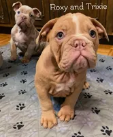 Trixie Gotgeous Blue Ribbon lines, a female Olde English Bulldogge for sale in Barbourville, KY – Photo 3 of 3