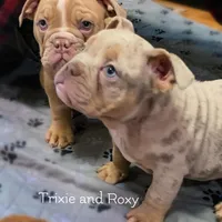 Trixie Gotgeous Blue Ribbon lines, a female English Bulldog and Olde English Bulldogge for sale in Barbourville, KY – Photo 3 of 5
