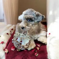 Angel Tiny Toy schnauzer, a female Miniature Schnauzer and Schnoodle for sale in Barbourville, KY – 2 of 3