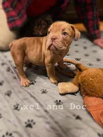 AXEL Outstanding Bloodlines, a male Olde English Bulldogge for sale in Barbourville, KY – Photo 3 of 3