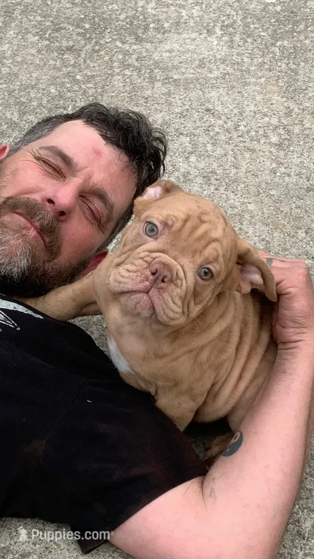 AXEL Outstanding Bloodlines – English Bulldog, Olde English Bulldogge puppy for sale in Barbourville, KY