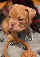 AXEL Outstanding Bloodlines, a male Olde English Bulldogge for sale in Barbourville, KY – Photo 1 of 3