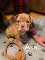 AXEL Outstanding Bloodlines, a male Olde English Bulldogge for sale in Barbourville, KY – Photo 2 of 3
