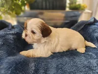 Griff, a male Shih Tzu for sale in Asheboro, NC – Photo 4 of 7