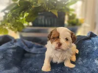 Griff, a male Shih Tzu for sale in Asheboro, NC – Photo 2 of 7
