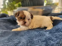 Griff, a male Shih Tzu for sale in Asheboro, NC – Photo 5 of 7