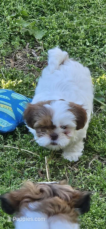 Griff – Shih Tzu puppy for sale in Asheboro, NC