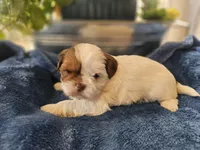 Griff, a male Shih Tzu for sale in Asheboro, NC – Photo 3 of 7