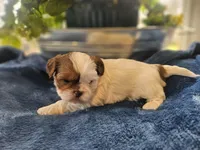 Griff, a male Shih Tzu for sale in Asheboro, NC – Photo 6 of 7