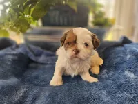 Griff, a male Shih Tzu for sale in Asheboro, NC – Photo 1 of 7