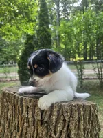 Neo, a male Maltipoo and Yorkipoo for sale in Asheboro, NC – 7 of 9