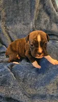 Rolo, a male Boxer for sale in Asheboro, NC – 6 of 9