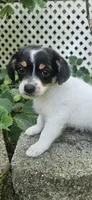 Neo, a male Maltipoo and Yorkipoo for sale in Asheboro, NC – 6 of 9