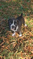 Saben, a male Boxer for sale in Asheboro, NC – Photo 1 of 7