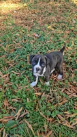 Saben, a male Boxer for sale in Asheboro, NC – Photo 4 of 7
