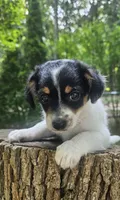 Neo, a male Maltipoo and Yorkipoo for sale in Asheboro, NC – 5 of 9