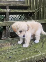 Krissy, a female Maltipoo and Yorkipoo for sale in Asheboro, NC – 5 of 8