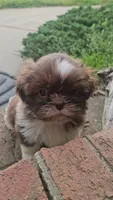 Male Neo, a male Shih Tzu for sale in Asheboro, NC – Photo 5 of 5