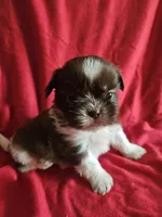 Neo, a male Shih Tzu for sale in Asheboro, NC – Photo 10 of 10