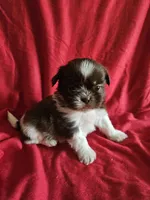 Neo, a male Shih Tzu for sale in Asheboro, NC – Photo 9 of 10