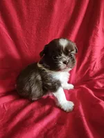 Neo, a male Shih Tzu for sale in Asheboro, NC – Photo 5 of 10