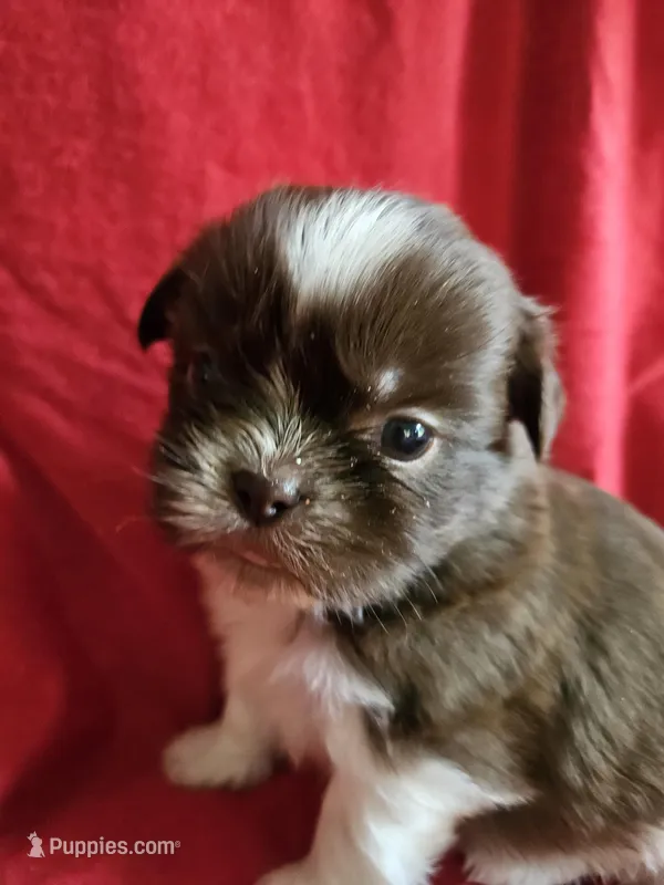 Neo – Shih Tzu puppy for sale in Asheboro, NC