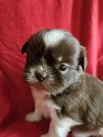 Neo, a male Shih Tzu for sale in Asheboro, NC – Photo 1 of 10