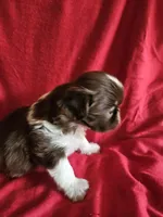 Neo, a male Shih Tzu for sale in Asheboro, NC – Photo 8 of 10