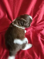 Neo, a male Shih Tzu for sale in Asheboro, NC – Photo 2 of 10