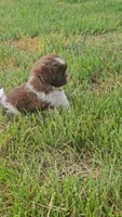 Male Neo, a male Shih Tzu for sale in Asheboro, NC – Photo 4 of 5