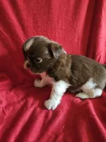 Neo, a male Shih Tzu for sale in Asheboro, NC – Photo 4 of 10