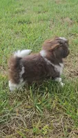 Male Neo, a male Shih Tzu for sale in Asheboro, NC – Photo 1 of 5