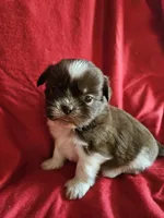 Neo, a male Shih Tzu for sale in Asheboro, NC – Photo 6 of 10