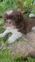 Male Neo, a male Shih Tzu for sale in Asheboro, NC – Photo 2 of 5