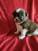 Neo, a male Shih Tzu for sale in Asheboro, NC – Photo 3 of 10