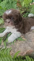 Male Neo, a male Shih Tzu for sale in Asheboro, NC – Photo 3 of 5