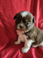 Neo, a male Shih Tzu for sale in Asheboro, NC – Photo 7 of 10