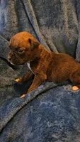 Garner, a male Boxer for sale in Asheboro, NC – 2 of 9