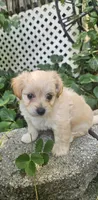 Krissy, a female Maltipoo and Yorkipoo for sale in Asheboro, NC – 8 of 8