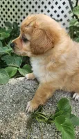 River, a male Maltipoo and Yorkipoo for sale in Asheboro, NC – 7 of 7