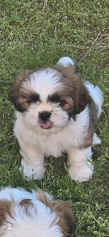 Zeb – Shih Tzu puppy for sale in Asheboro, NC