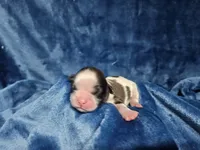 Zeb, a male Shih Tzu for sale in Asheboro, NC – Photo 3 of 6