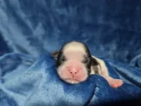 Zeb, a male Shih Tzu for sale in Asheboro, NC – Photo 1 of 6