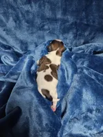 Zeb, a male Shih Tzu for sale in Asheboro, NC – Photo 4 of 6